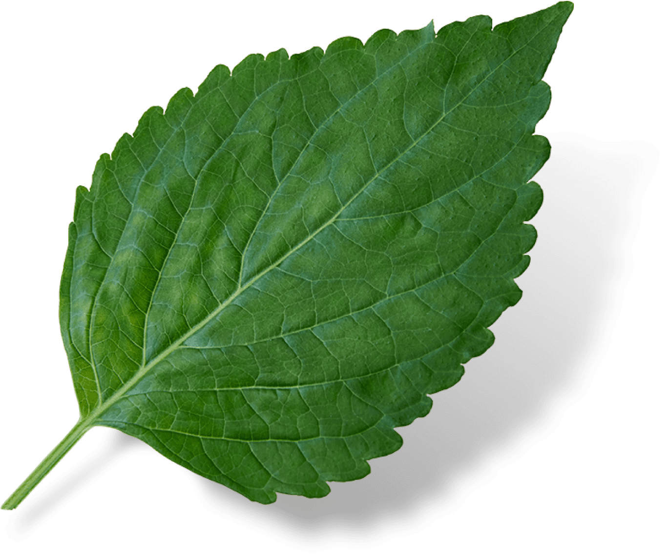 PERILLA